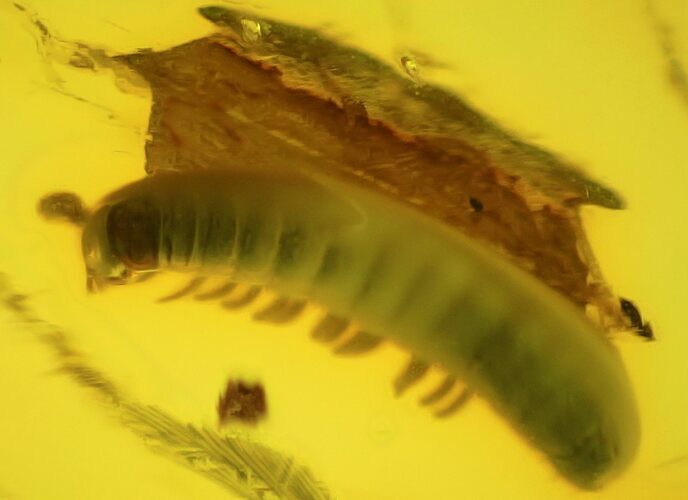 mm Fossil Millipede (Polyxenidae) In Baltic Amber #123404
